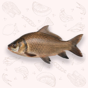 Katla - Large (4Kg ±)