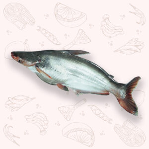 Pangash - Large (4Kg ±)