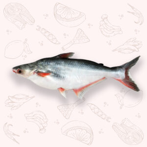 Pangash - Medium (2Kg ±)