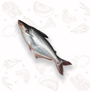 Pangash - Regular (1Kg ±)